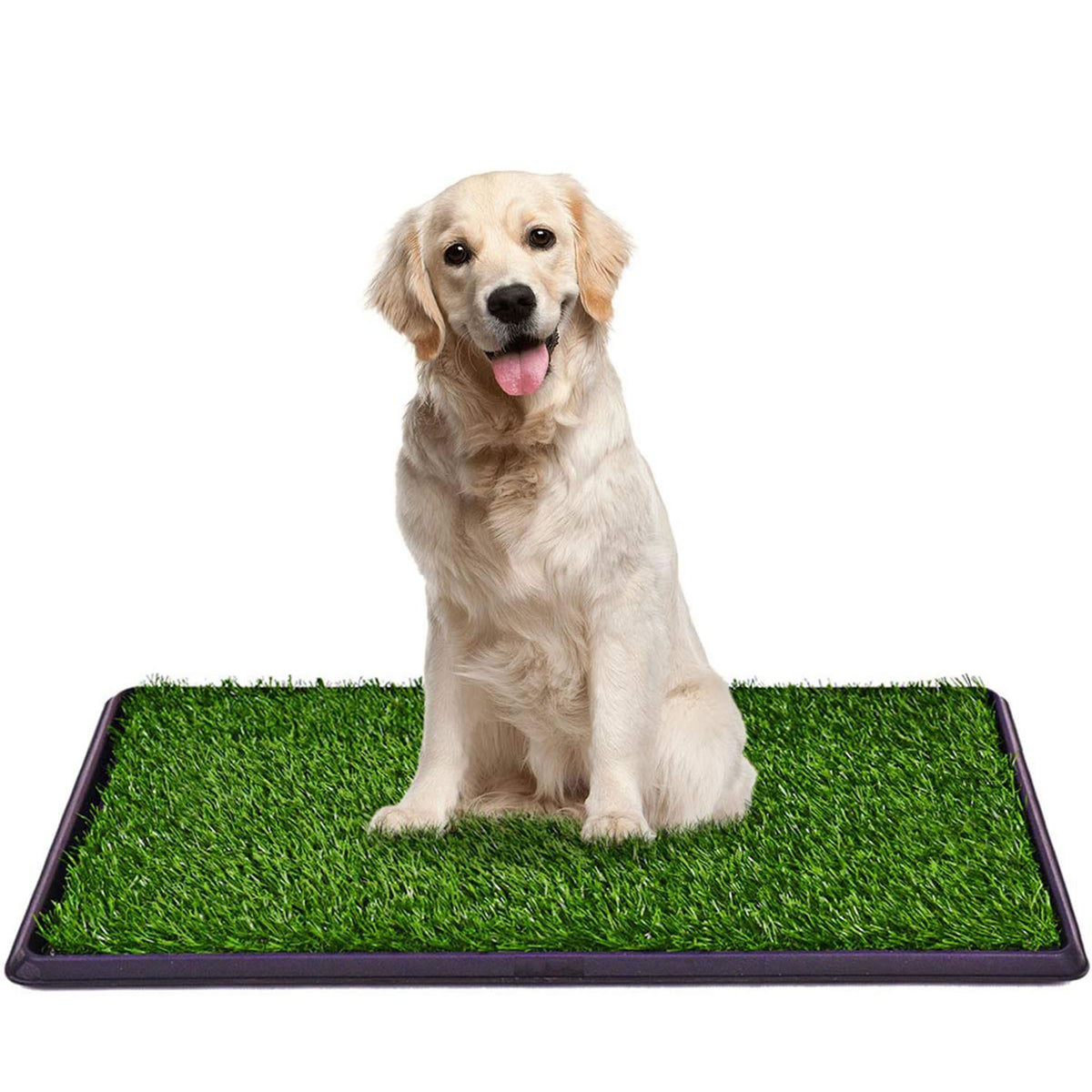 Dog training outlet grass